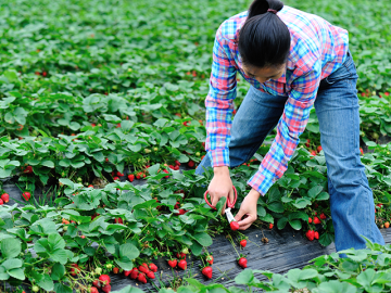 Woman picking vegetables