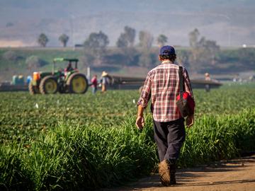 Migrant worker walking on dirt road near a field