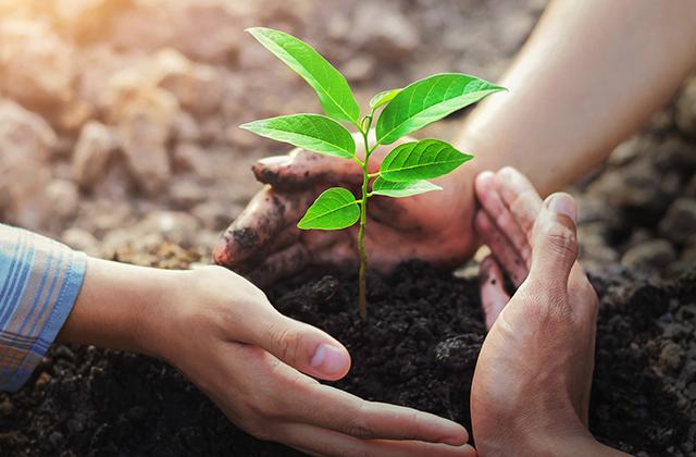 Planting a seedling